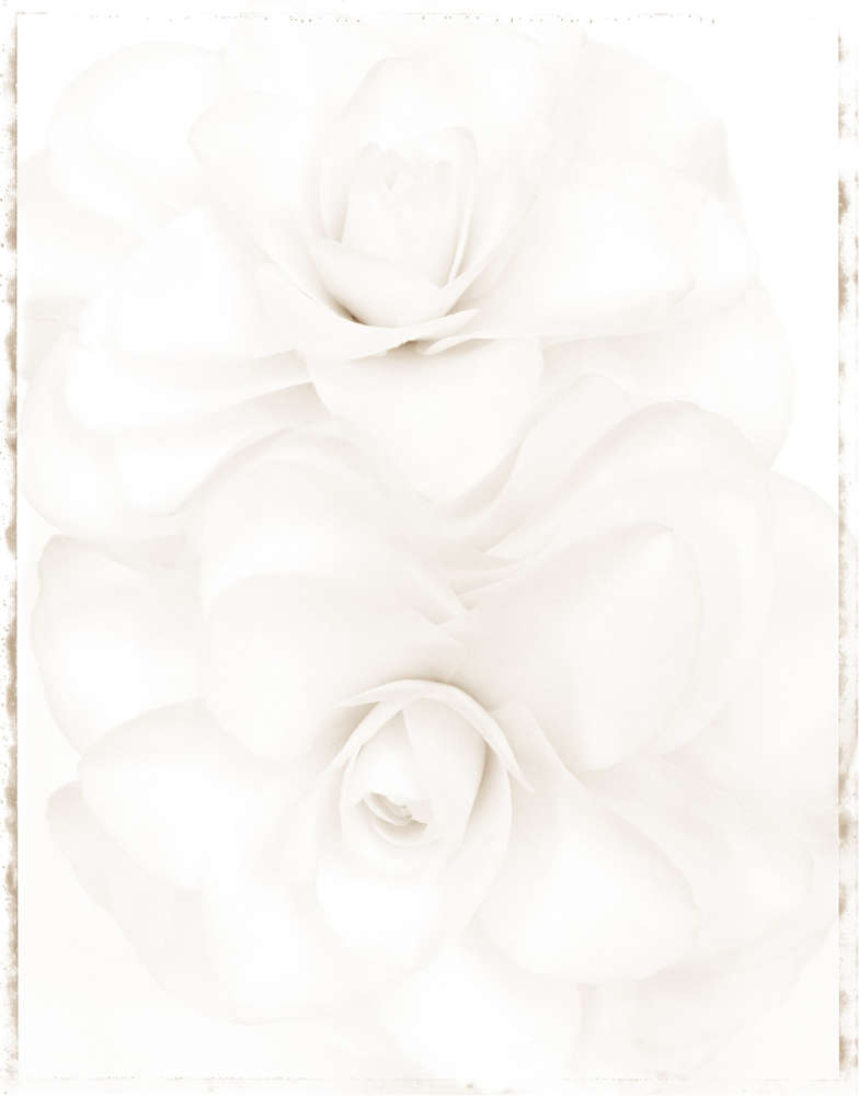 Ron Van Dongen, Camellia japonica ‘Lemon Glow’ (WOW074), 2008