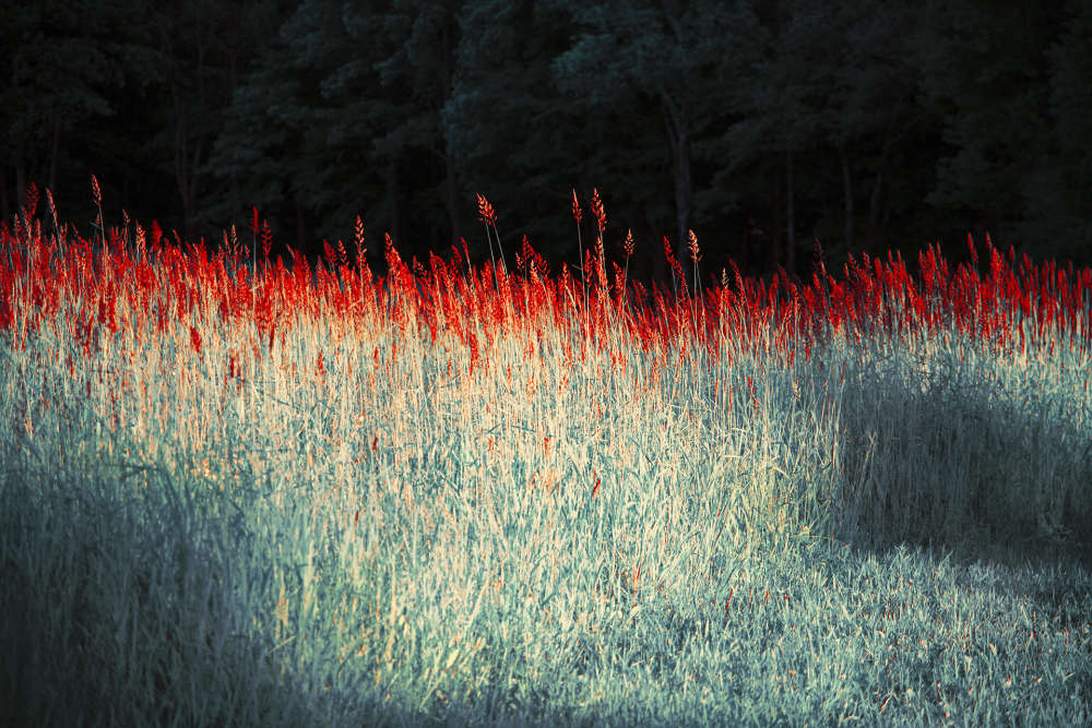 Erik Madigan Heck, Untitled, The Garden, 2019