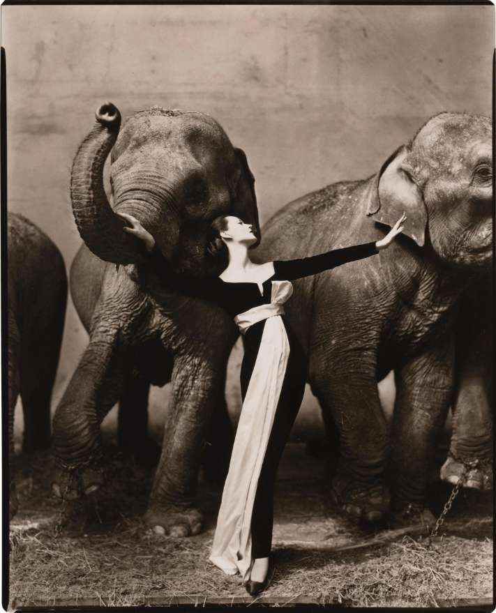 Richard Avedon, Dovima with elephants, Evening dress by Dior, Cirque d'Hiver, Paris, August , 1955
