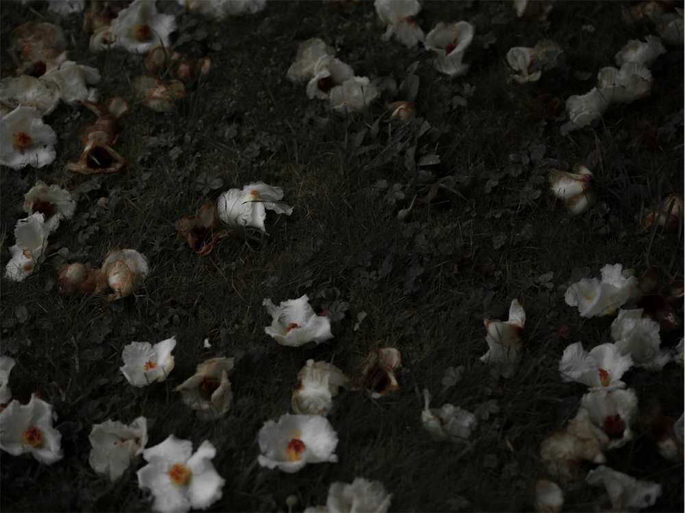 Carolyn Carr, Ground Flowers no. 6, 2018
