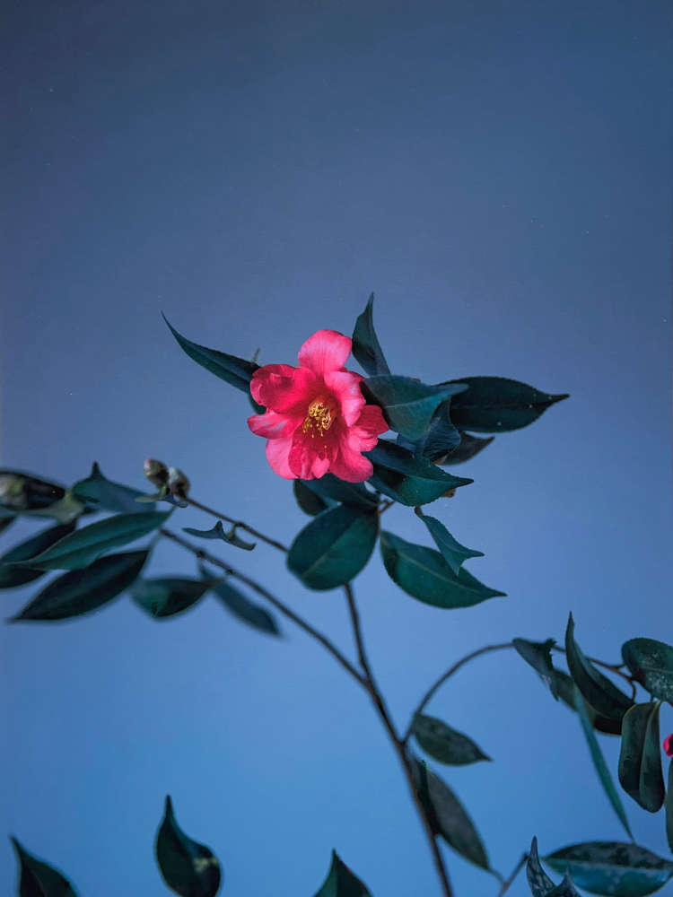 Carolyn Carr, Dawn, 2023