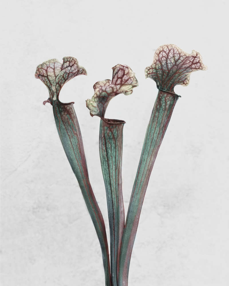 Vee Speers, Sarracenia, 2016