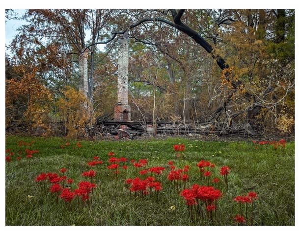 Andrew Moore, Chimney and Spider Lillies, Newbern AL, 2015
