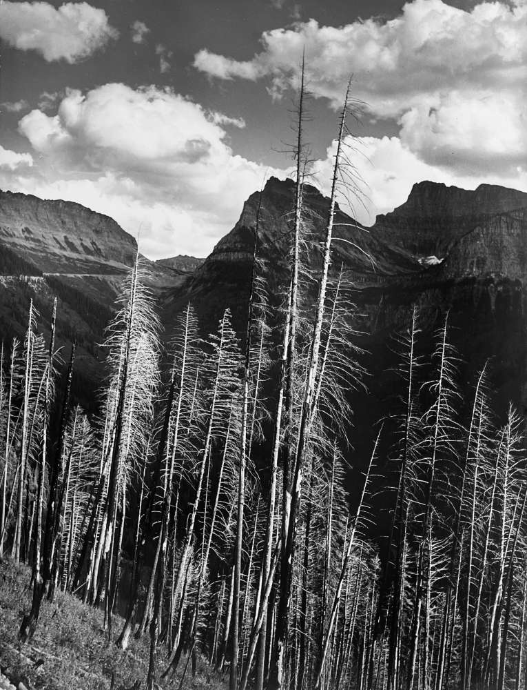 Marion Post Wolcott, Results of Forest Fire, Glacier National Park, Montana (FSA #58037-D), 1941