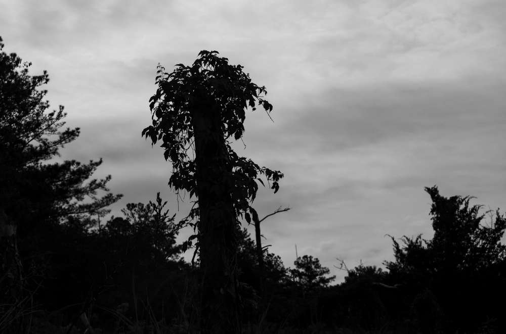 Sheila Pree Bright, Ceremonies, 2021