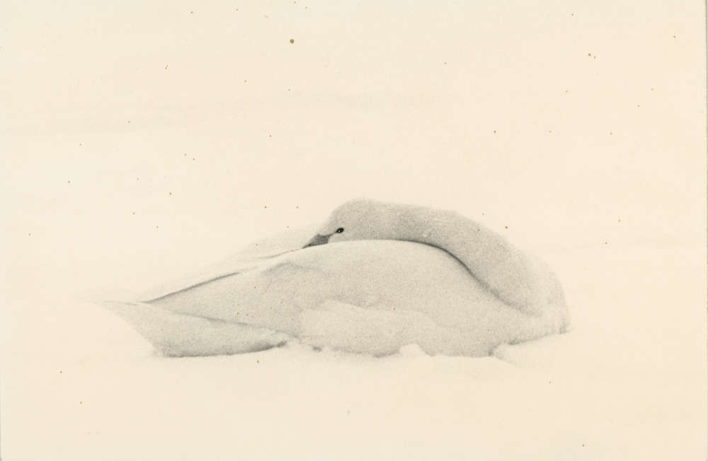 Yamamoto Masao, Kawa=Flow #1694, 2021