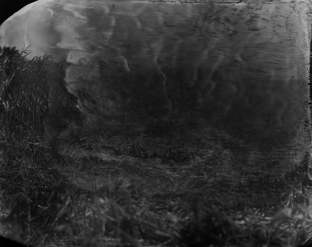 Sally Mann, Battlefields, Antietam #18 (Cornfield), 2001