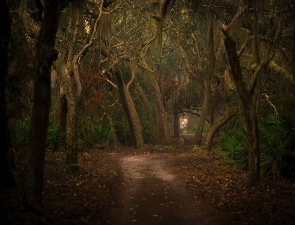 Jack Spencer, To Goat's Way, Cumberland Island, GA, 2007