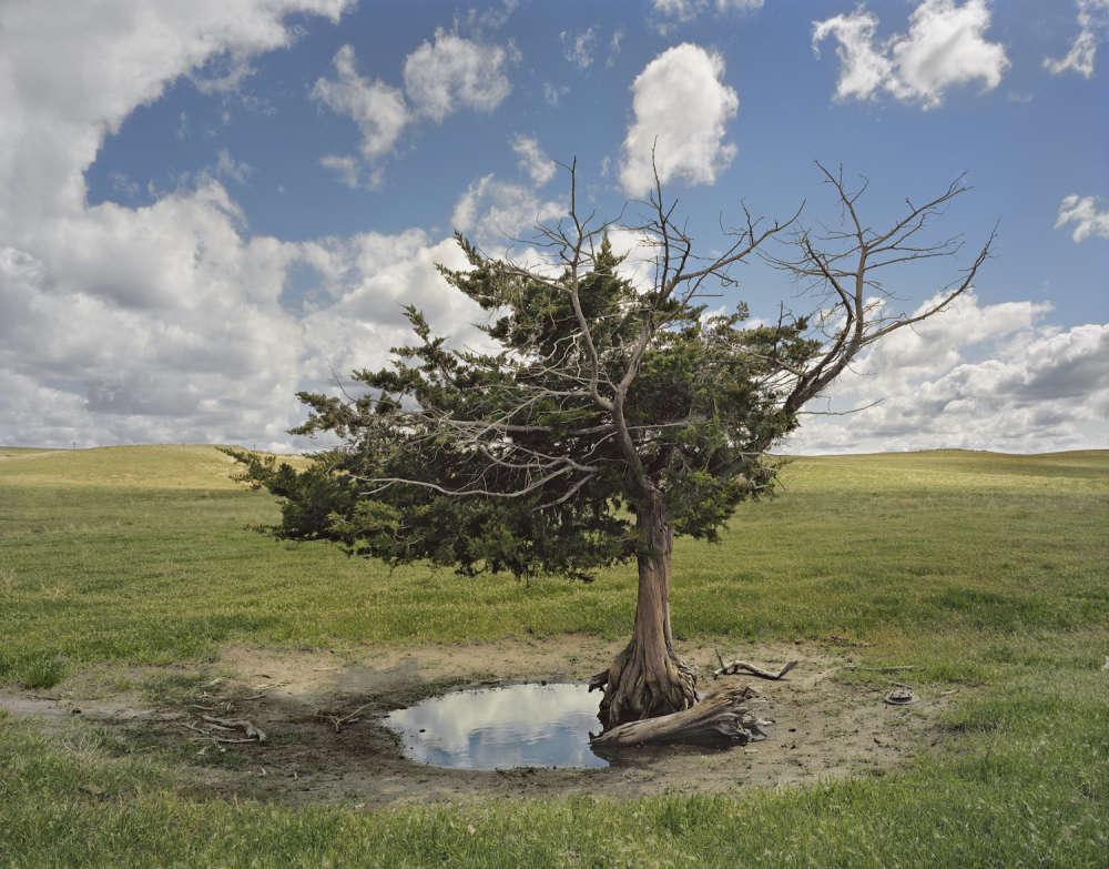 Andrew Moore, Homesteaders Tree, Cherry County, Nebraska, 2011