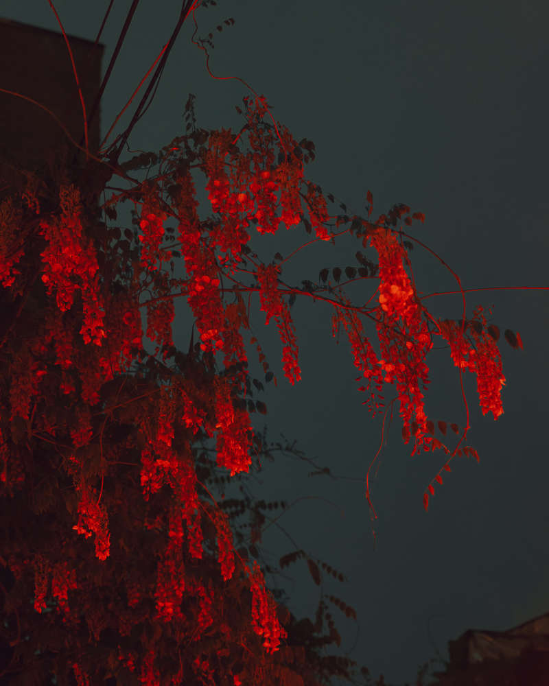 Christopher Anderson, Untitled #4, 2017-2018