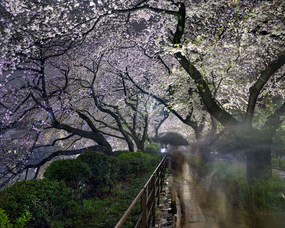 Matthew Pillsbury, Hanami #15, Chidorifugachi, Thursday, April 3rd, 2014