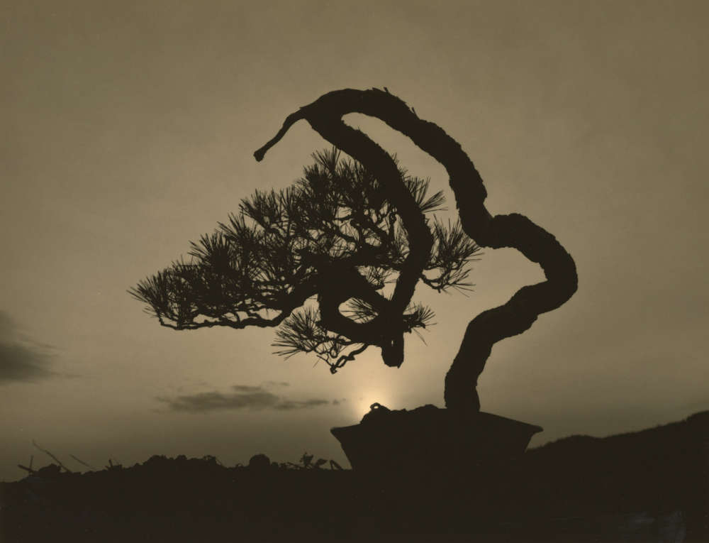 Yamamoto Masao, Bonsai #4016, 2018