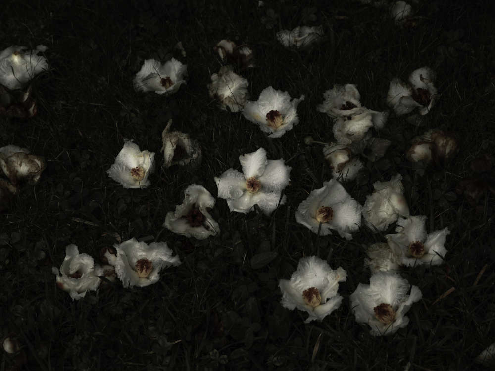 Carolyn Carr, Ground Flowers no. 2, 2018