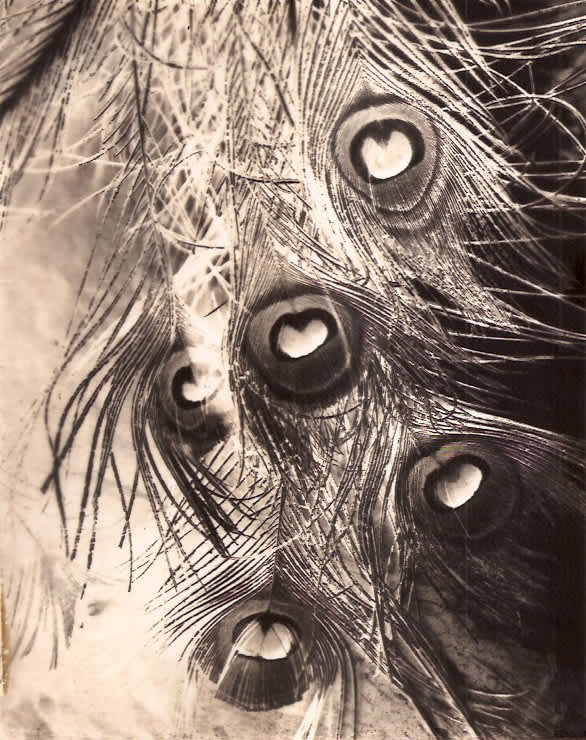 Carolyn Carr, Her Feathers , 2017-2018