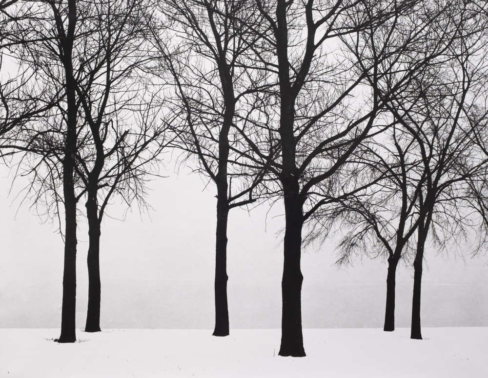 Harry Callahan, Chicago, Trees in Snow, 1950