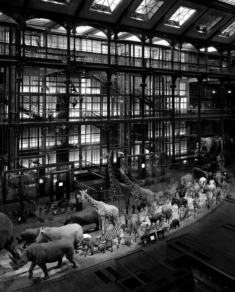 Matthew Pillsbury, Grand Galerie de L Evolution, Paris, 2008