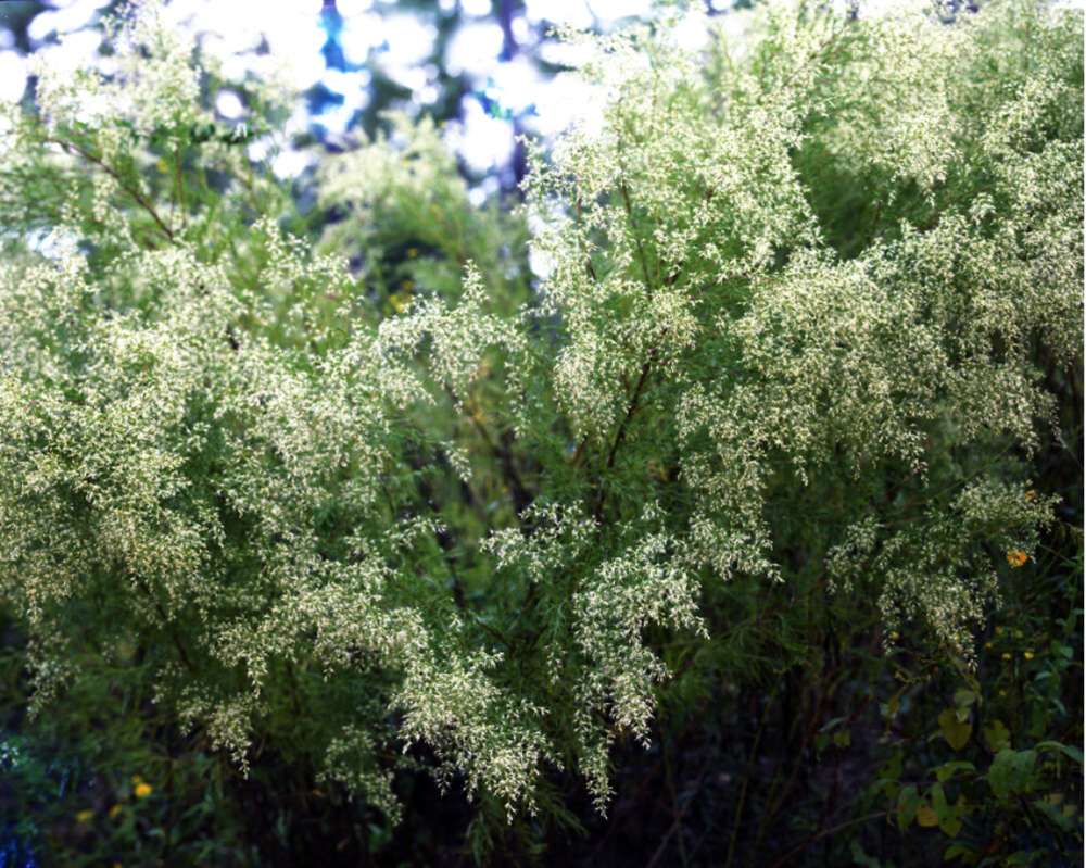 Angela West, Dog Fennell, 2010