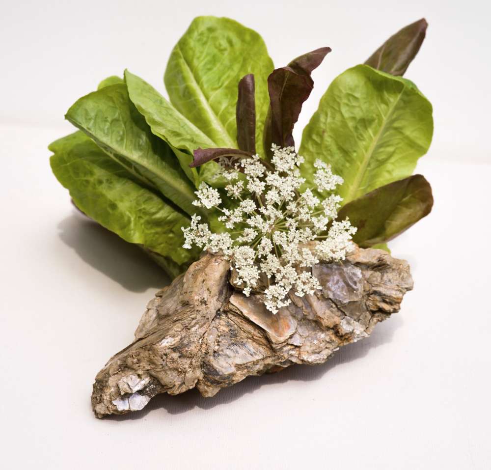 Carolyn Carr, Greens