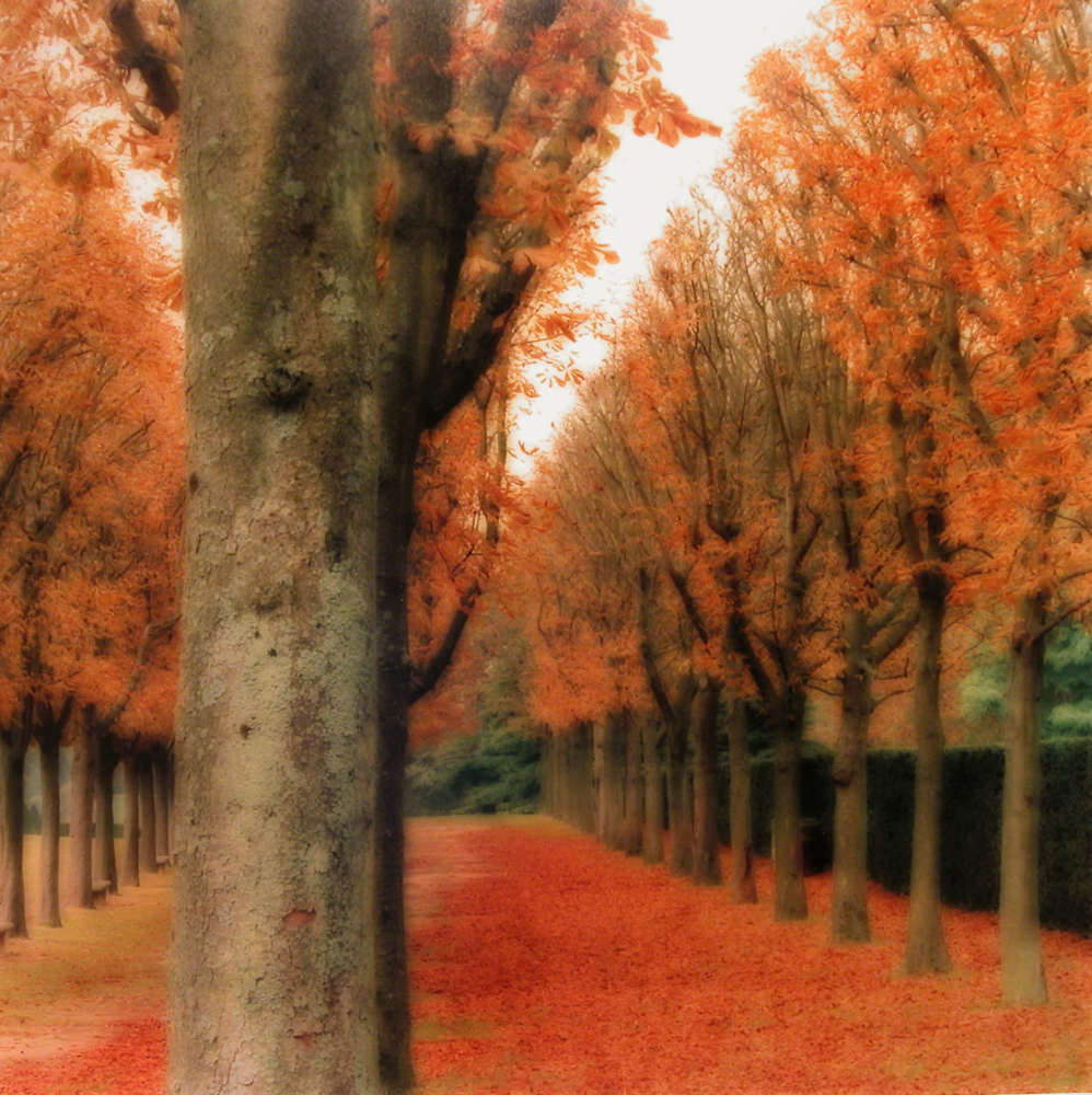 Lynn Geesaman, Parc de Sceaux, France (10-08-5c-5), 2008