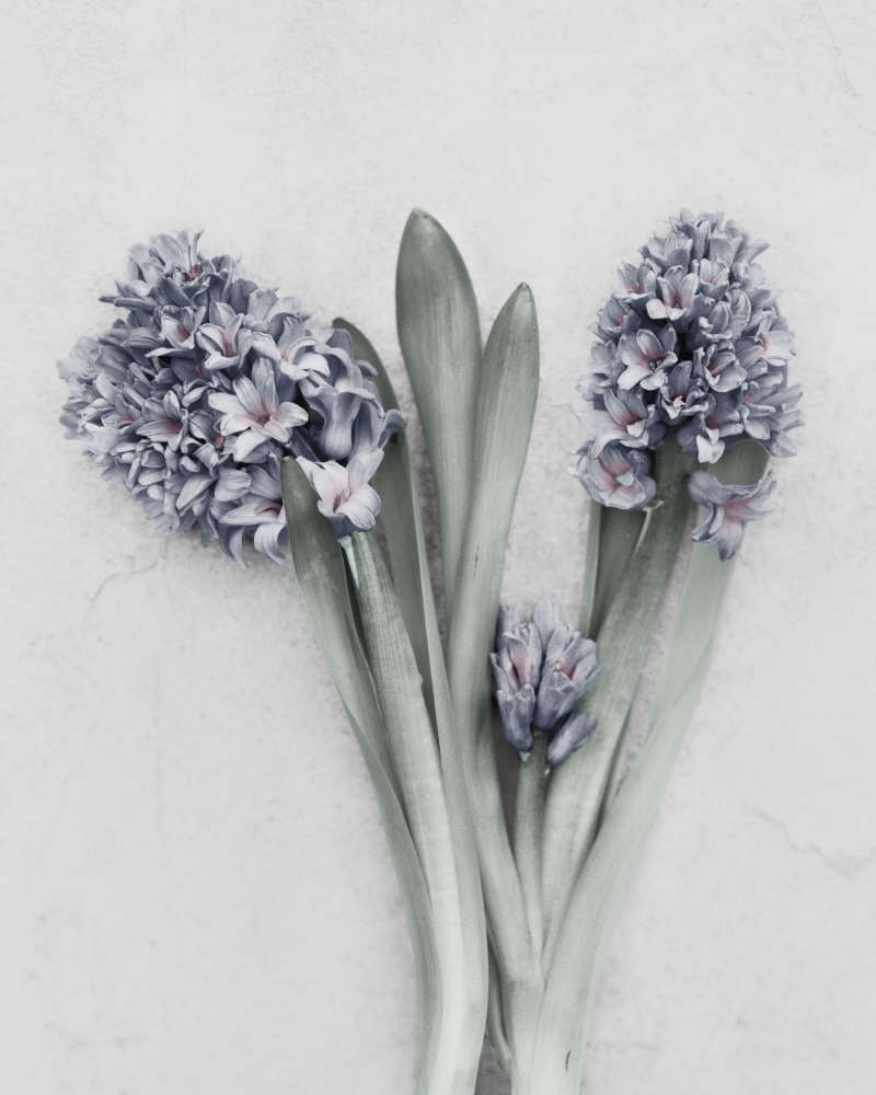 Vee Speers, Hyacinthus Orientalis, 2016