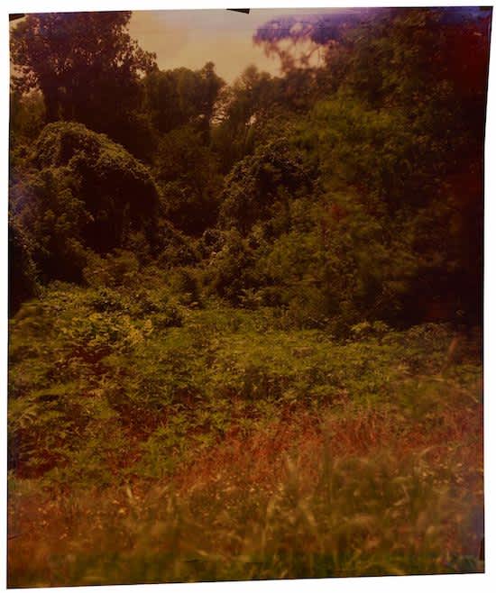 John Chiara, Old Stovell at Payne , 2013