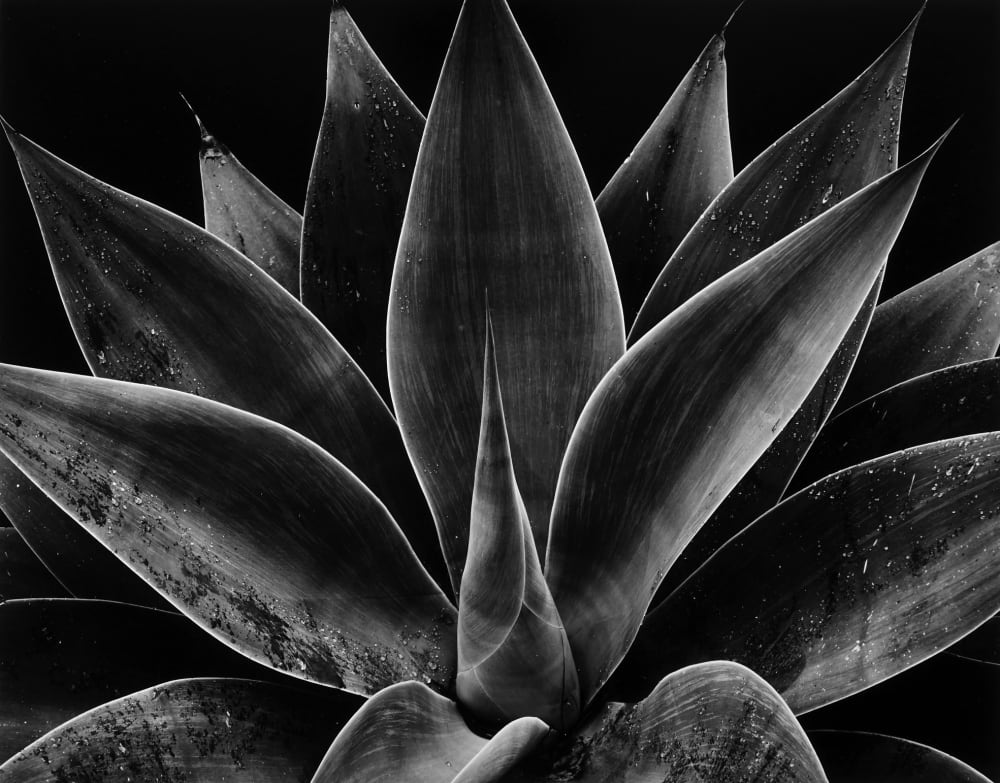 Brett Weston Biography Peter Fetterman Gallery