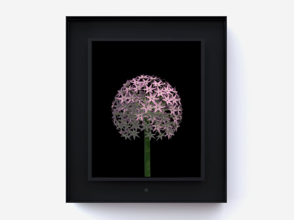 Dominic Harris Bloomed: Allium