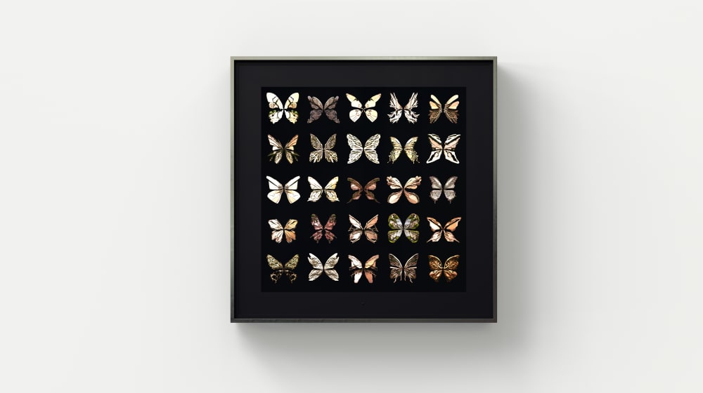 Dominic Harris Metamorphosis: Five Elements