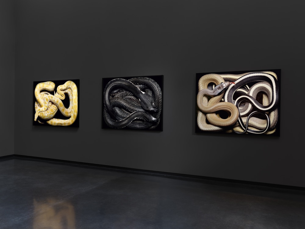 Guido Mocafico: Serpens | 6 June - 9 August 2024
