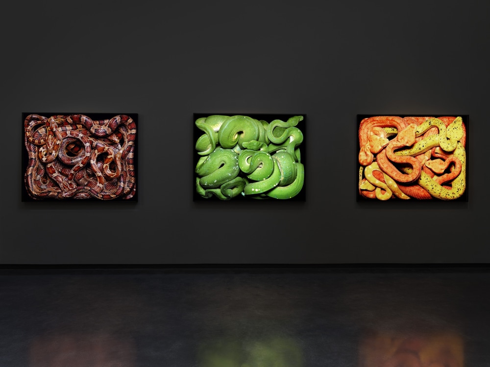 Guido Mocafico: Serpens | 6 June - 9 August 2024 - Installation