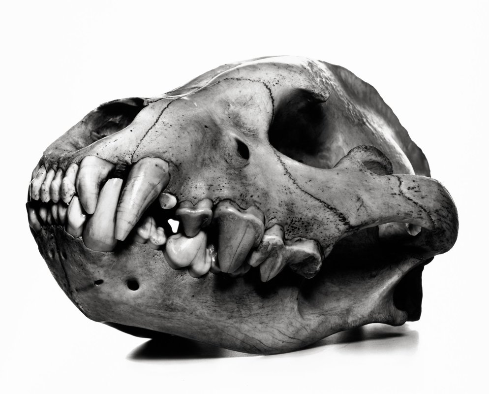 Irving Penn - Cranium Architecture | Hamiltons