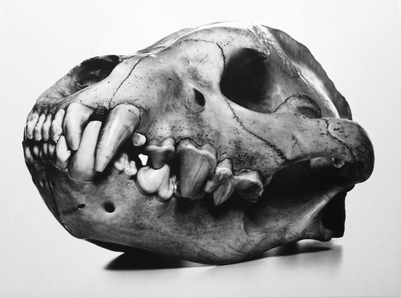 Image result for irving penn