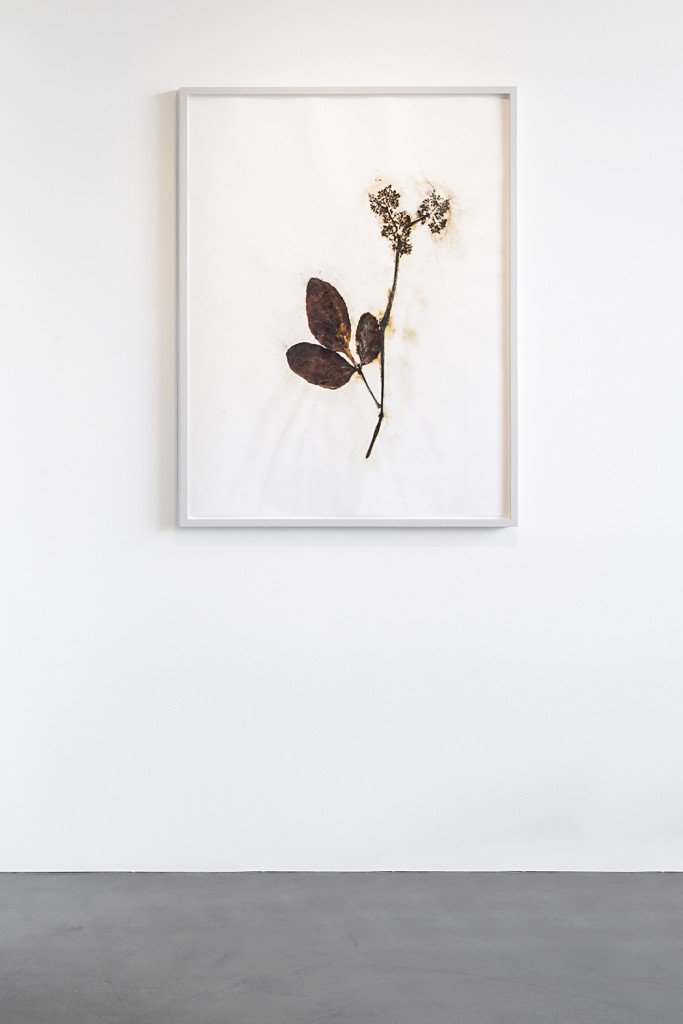 Herbarium Amazonas - Sheets (2)