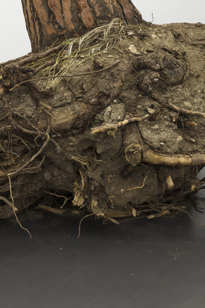 Ceppo sradicato (uprooted tree)