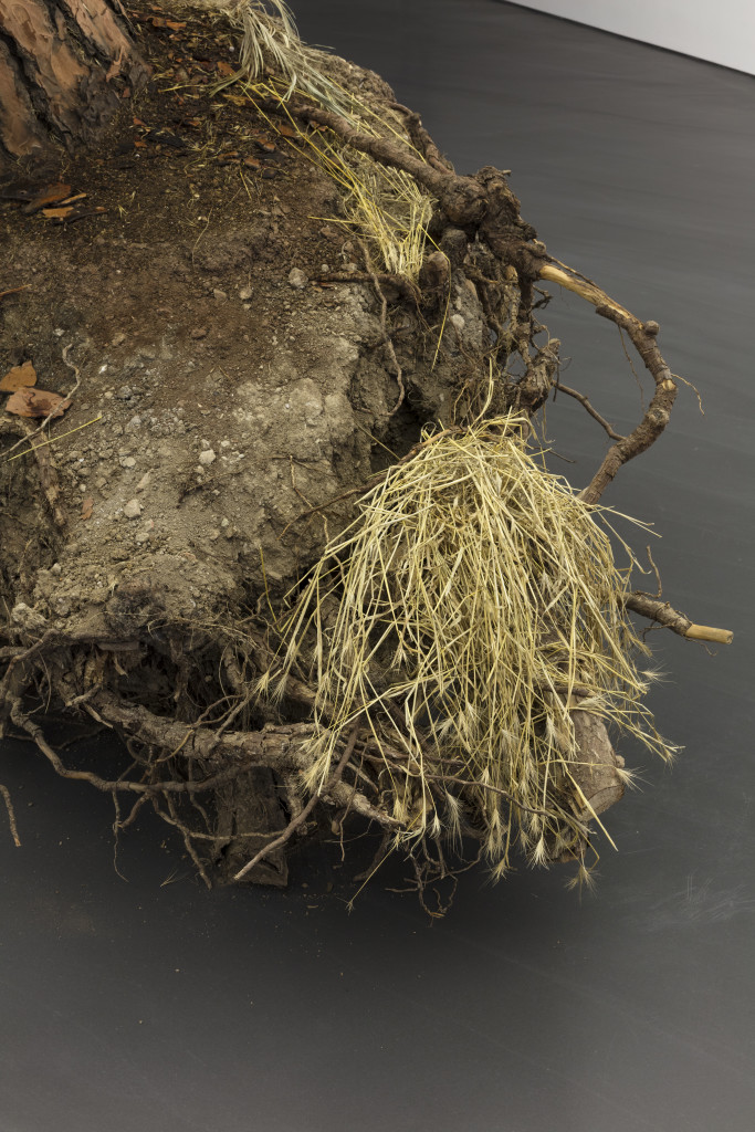 Ceppo sradicato (uprooted tree)