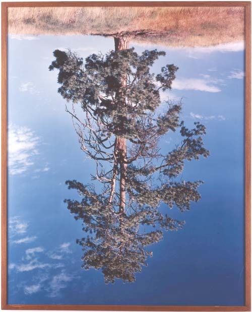 Rodney Graham Ponderosa Pine I 1991 92 Esther Schipper
