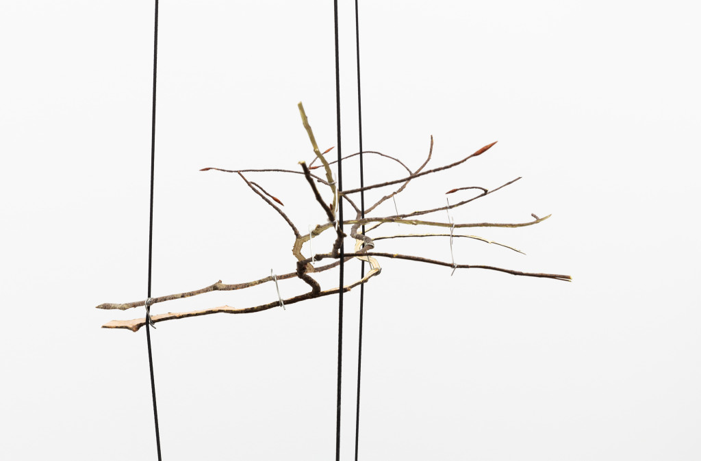 Geometric Nature/Biology