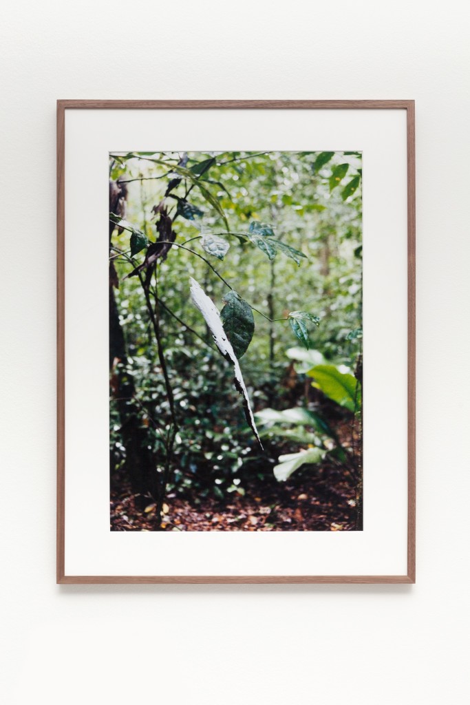 Spiral Forest 9