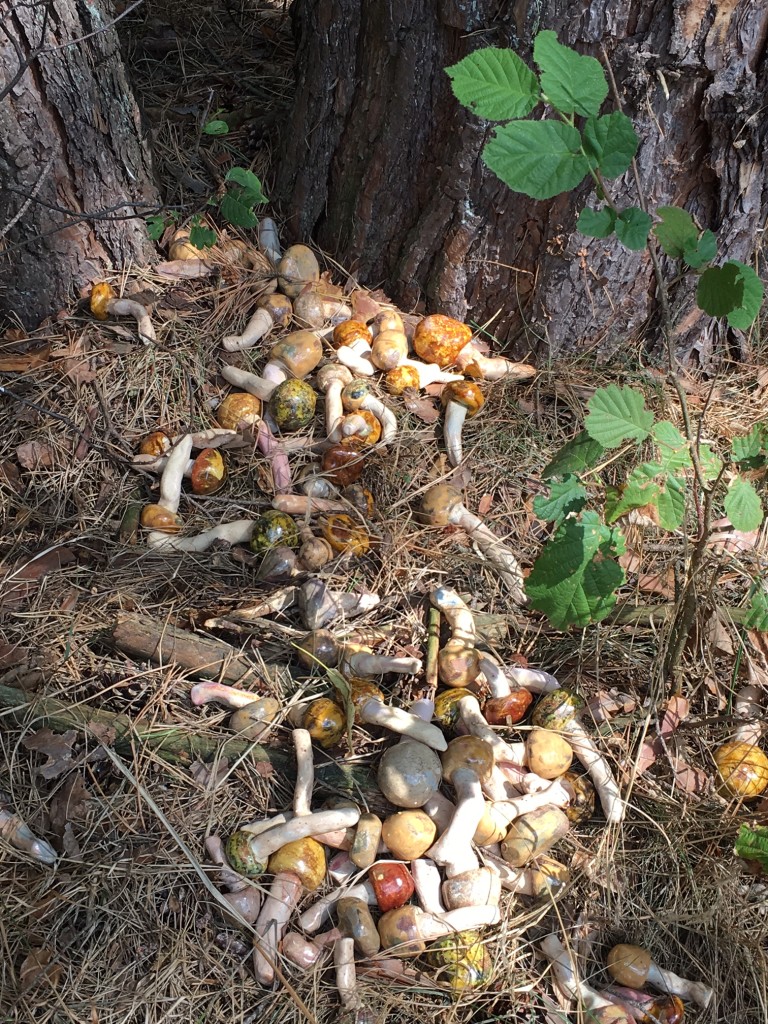 Matsutake