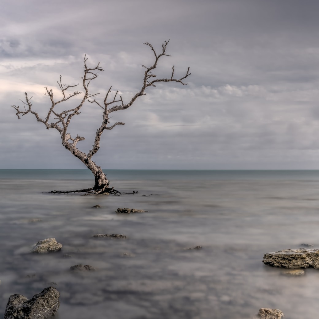 Detail from "Solo Survivor" photograph by artist Donald R. Harivel