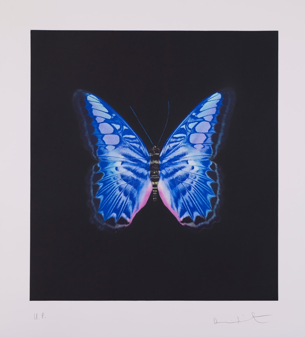 blue butterfly damien hirst artwork
