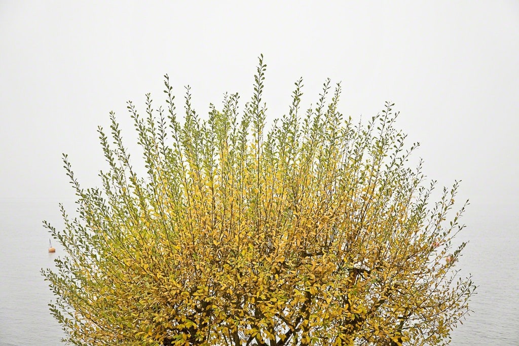 Trees and Photographers