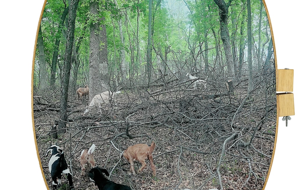 © Letitia Huckaby, Those of Our Land (2019)