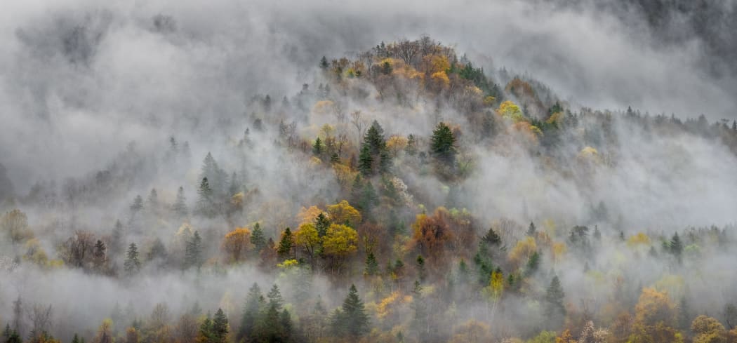 Green and gold trees break through a misty fog on a Japanese mountainside