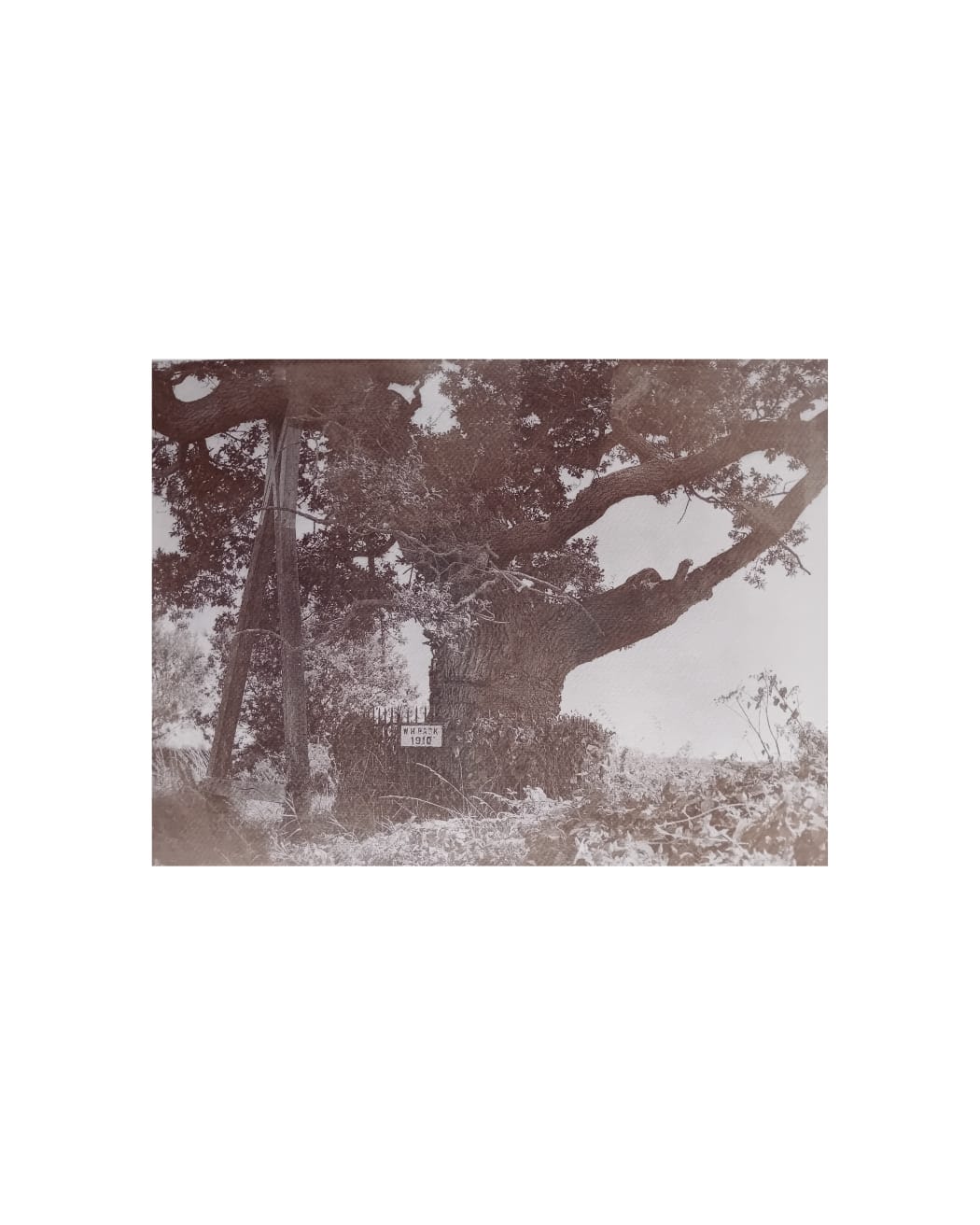 Qu(e)ercus Robur: Orlando and The Oak Tree