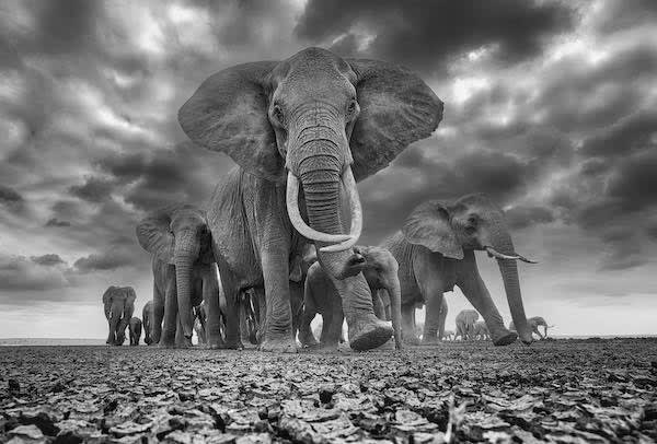 chris fallows photograph of elephants in kenya