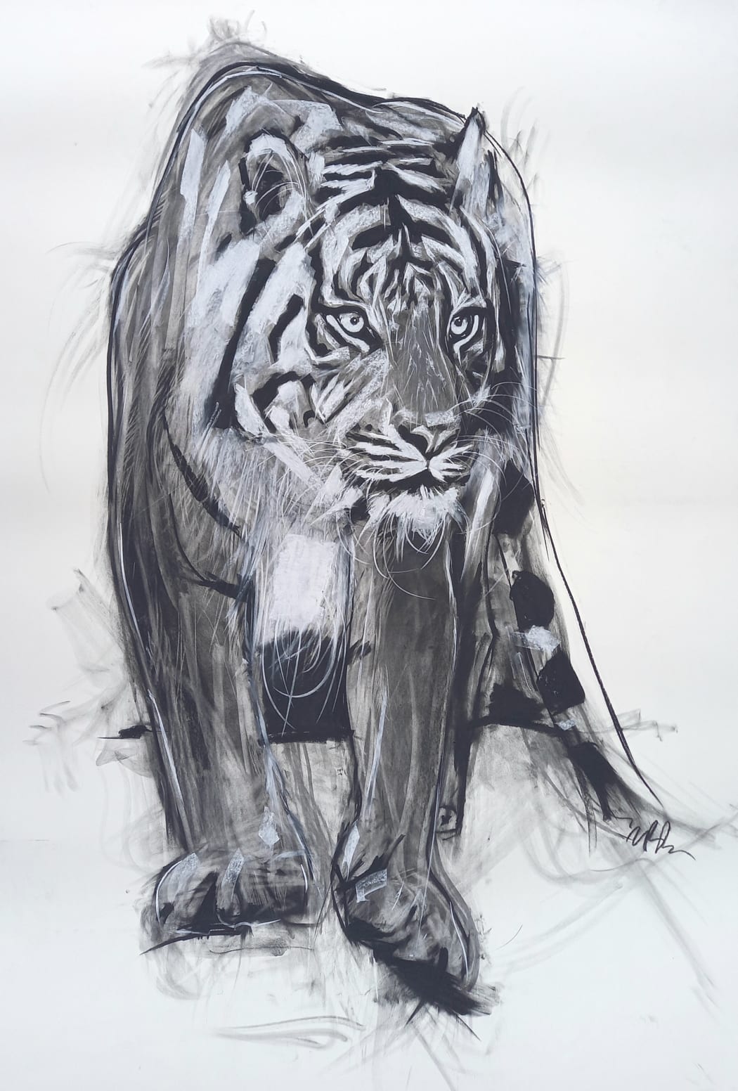 Merlin Bateman-Paris, Tiger II, charcoal and chalk on paper, 157 x 101 cms