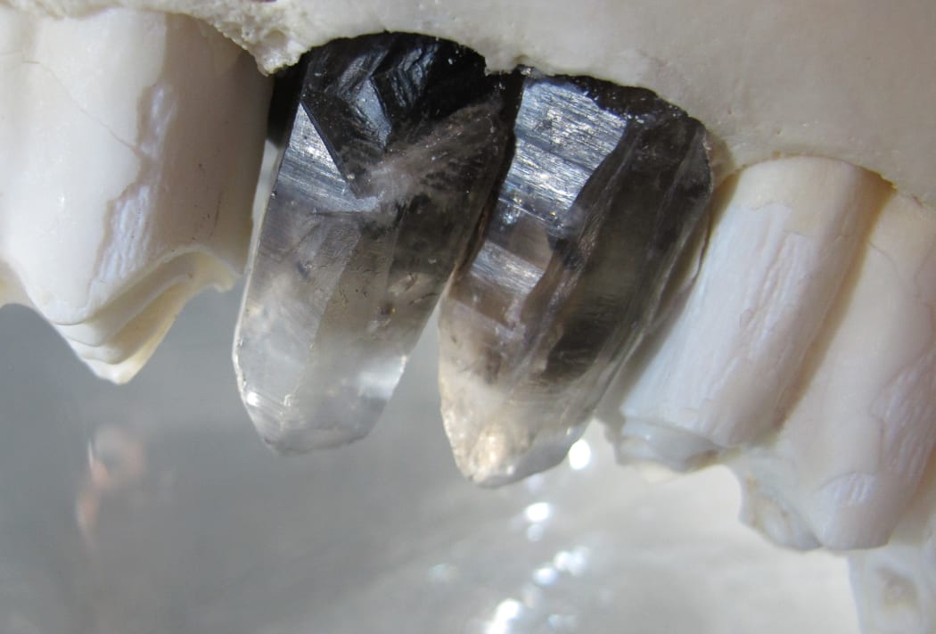 Debra Baxter, Phantom Breath (detail), buffalo jaw, phantom smoky quartz, blown glass.