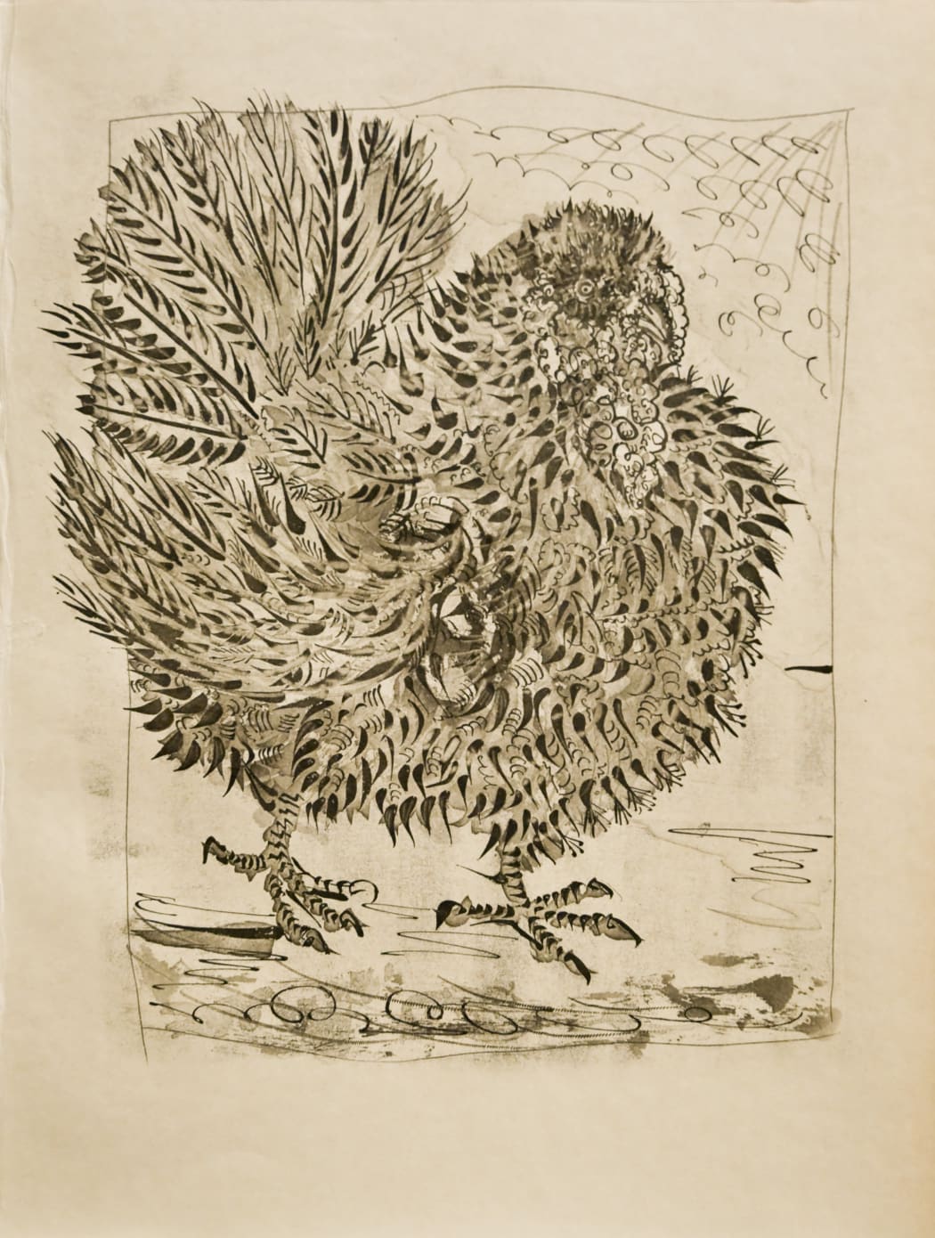 Le Dindon (The Turkey) B346, 1936, Sugarlift aquatint, drypoint, burin and scraper, 14 3/8 x 11 inches