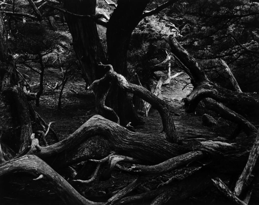 #898 - Brett Weston